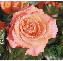 Närbild av en laxfärgad ros med vattendroppar