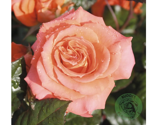 Närbild av en laxfärgad ros med vattendroppar