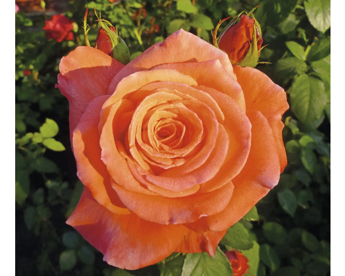 Närbild av en enda, orangefärgad ros med knoppar i trädgården.