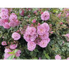 Närbild av rosa rabattrosor med frodiga blommor och gröna blad.