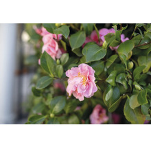 Närbild av en kameliablomma med gröna blad