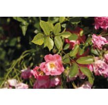 Närbild av en blommande, rosa rabattros med gröna blad