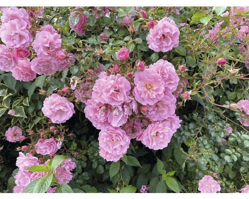 Närbild av rosa rabattrosor med frodiga blommor och gröna blad.