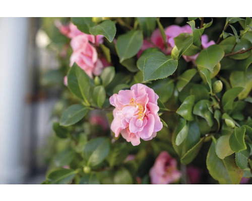 Närbild av en kameliablomma med gröna blad