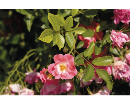 Närbild av en blommande, rosa rabattros med gröna blad