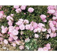 Närbild av en rabatt med rosa rosenblommor