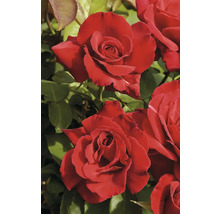 Närbild av röda rosenblommor