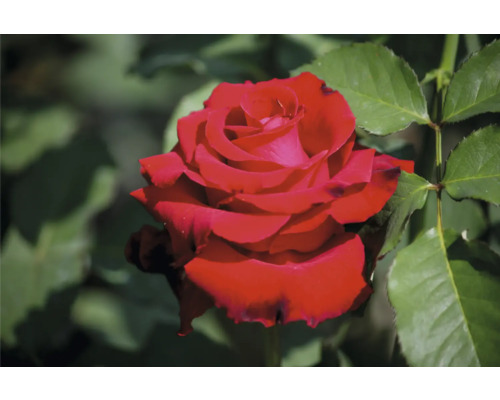 Närbild av en röd ros med gröna blad i bakgrunden