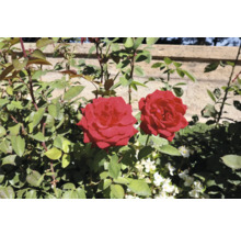 Närbild av två röda rosor i trädgården