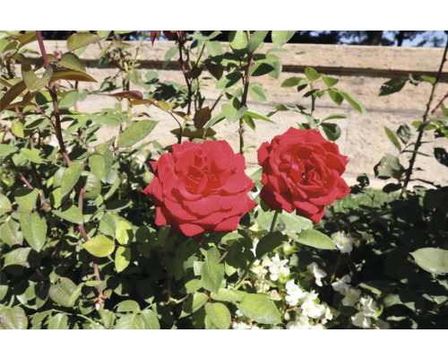 Närbild av två röda rosor i trädgården