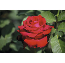 Närbild av en röd ros med gröna blad i bakgrunden