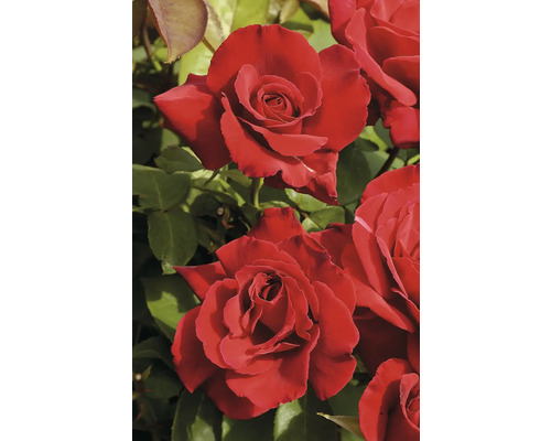 Närbild av röda rosenblommor