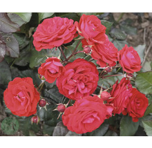 Röd rabattros med gröna blad