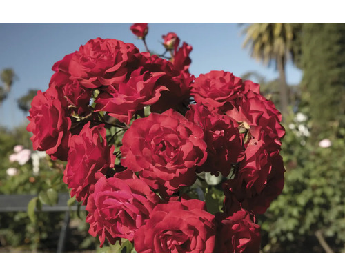 Bukett röda rosor i trädgården