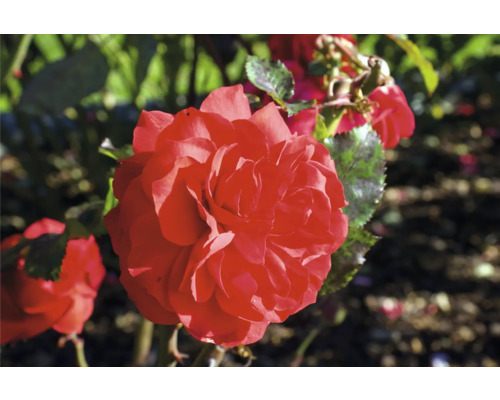 Närbild av en röd trädgårdsros.