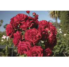 Bukett röda rosor i trädgården