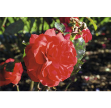 Närbild av en röd trädgårdsros.