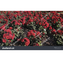 Fält med blommande röda rosenbuskar