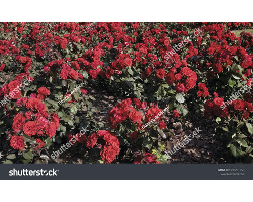 Fält med blommande röda rosenbuskar
