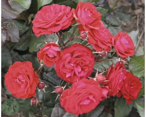 Röd rabattros med gröna blad
