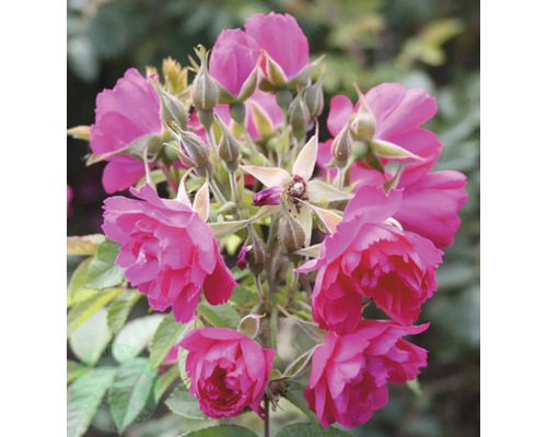 Närbild av en buskros med blommor och knoppar