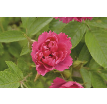 Närbild av en rosa ros med gröna blad