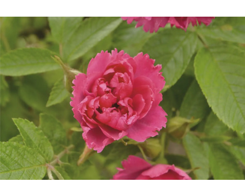 Närbild av en rosa ros med gröna blad