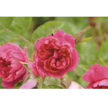 Närbild av en rosa ros