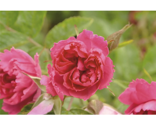 Närbild av en rosa ros