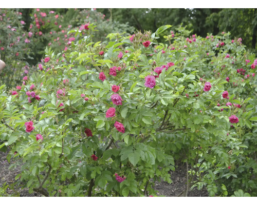 Buske med gröna blad och blommor