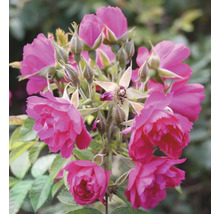 Närbild av en buskros med blommor och knoppar
