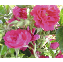 Närbild av rosa rosenblommor och gröna blad
