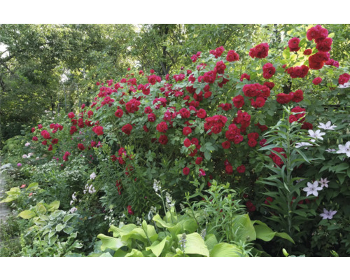 Blomstrande ljus trädgård med frodiga röda klätterrosor, vit klematis och grönbladiga funkior.