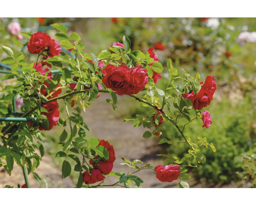 Klätterros med röda blommor på ett grönt växtstöd i en trädgård.