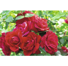 Närbild av blommande röda rosor med gröna blad