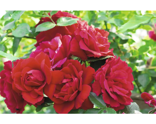 Närbild av blommande röda rosor med gröna blad