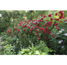 Blomstrande ljus trädgård med frodiga röda klätterrosor, vit klematis och grönbladiga funkior.