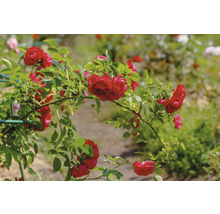 Klätterros med röda blommor på ett grönt växtstöd i en trädgård.