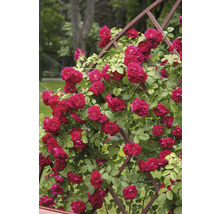 Röd klätterros med många blommor på en brun spaljé av trä i trädgården.