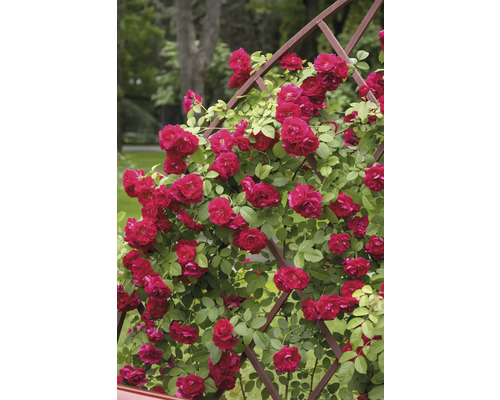 Röd klätterros med många blommor på en brun spaljé av trä i trädgården.