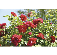 Röda rosenblommor på en rosenbuske med gröna blad i trädgården i dagsljus.