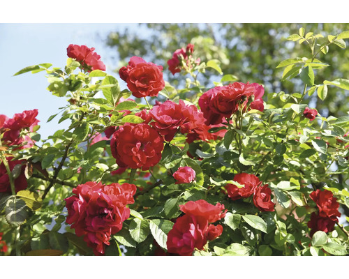 Röda rosenblommor på en rosenbuske med gröna blad i trädgården i dagsljus.