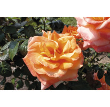 Blommande aprikosfärgad ros med gröna blad för trädgården.