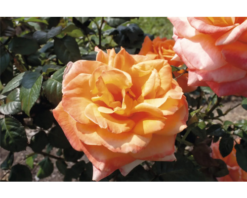 Blommande aprikosfärgad ros med gröna blad för trädgården.