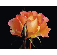 Närbild av en blommande ros i orange-gult med rosa kanter och en knopp i förgrunden.