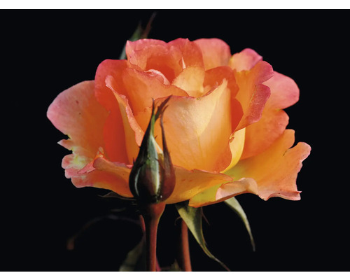 Närbild av en blommande ros i orange-gult med rosa kanter och en knopp i förgrunden.