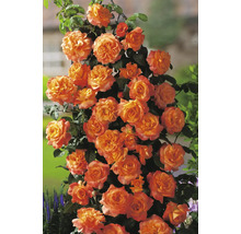 Klätterros med många orangea blommor på en spaljé i en trädgård.
