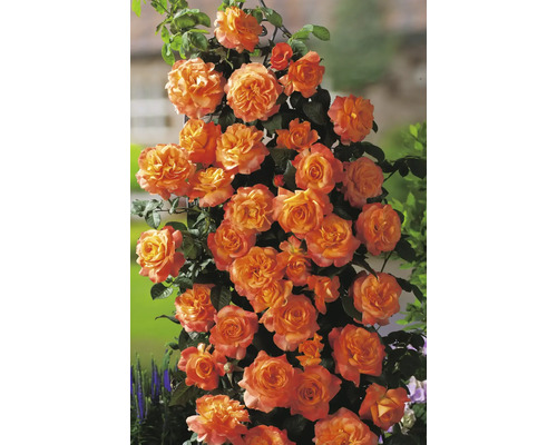 Ros OMNIA GARDEN Rosa Flora Danica 'Poulrim' (Tehybrid-Gruppen) 5-pack Klätterros med många orangea blommor på en spaljé i en trädgård.