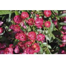 Små röda rosor med gul mitt och gröna blad på en buske.