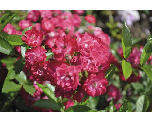 Närbild på blommande röda rosor med gröna blad.